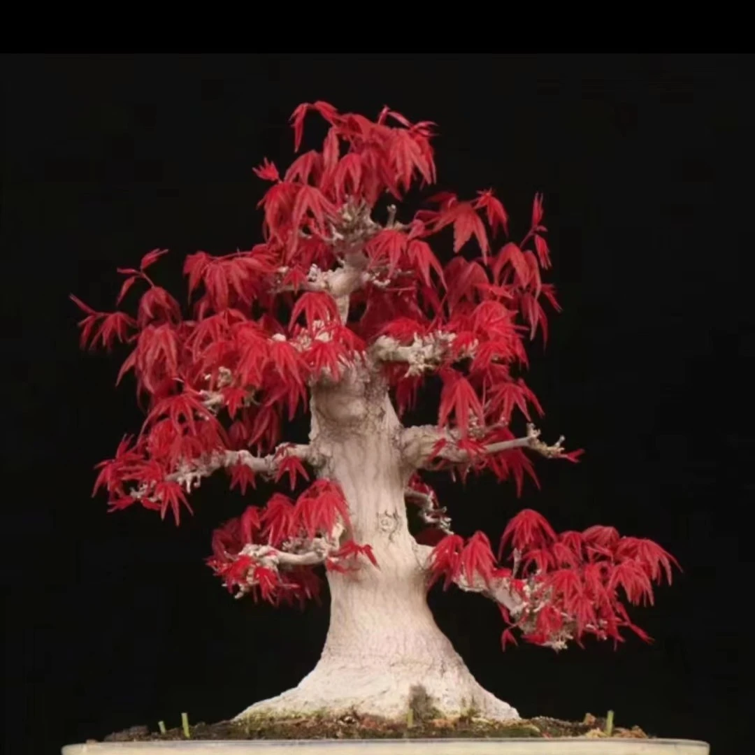 盆景枫树 出猩猩 日本红舞姬 中华小叶红 黄金枫多品种一物一拍