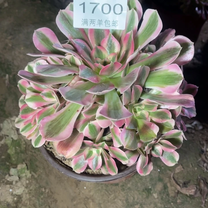 1700女巫的人多肉的