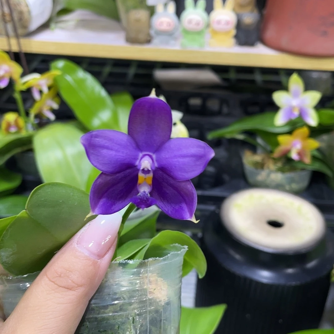 完全开放1111111114