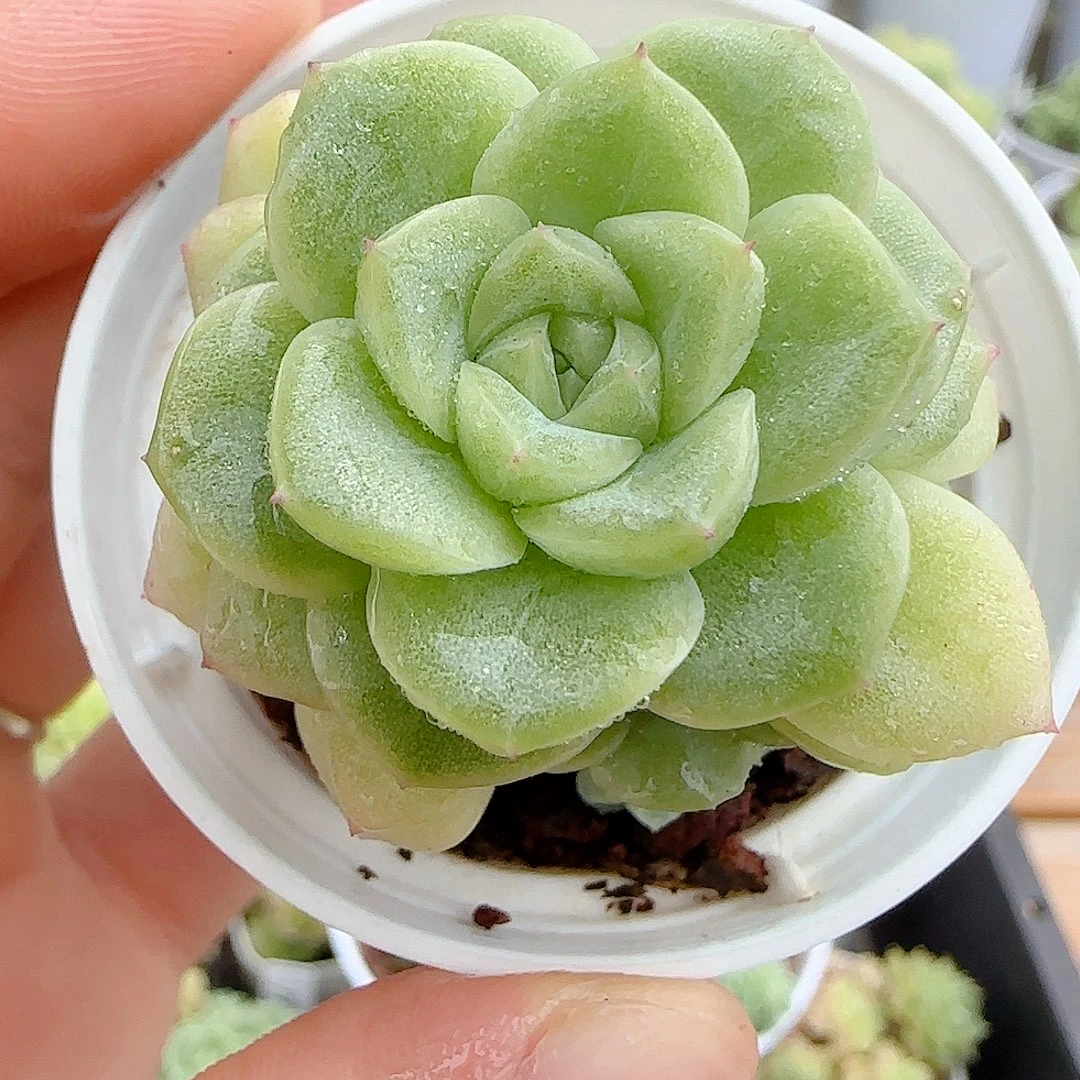 【闪购商品】0906-21优选麦杆