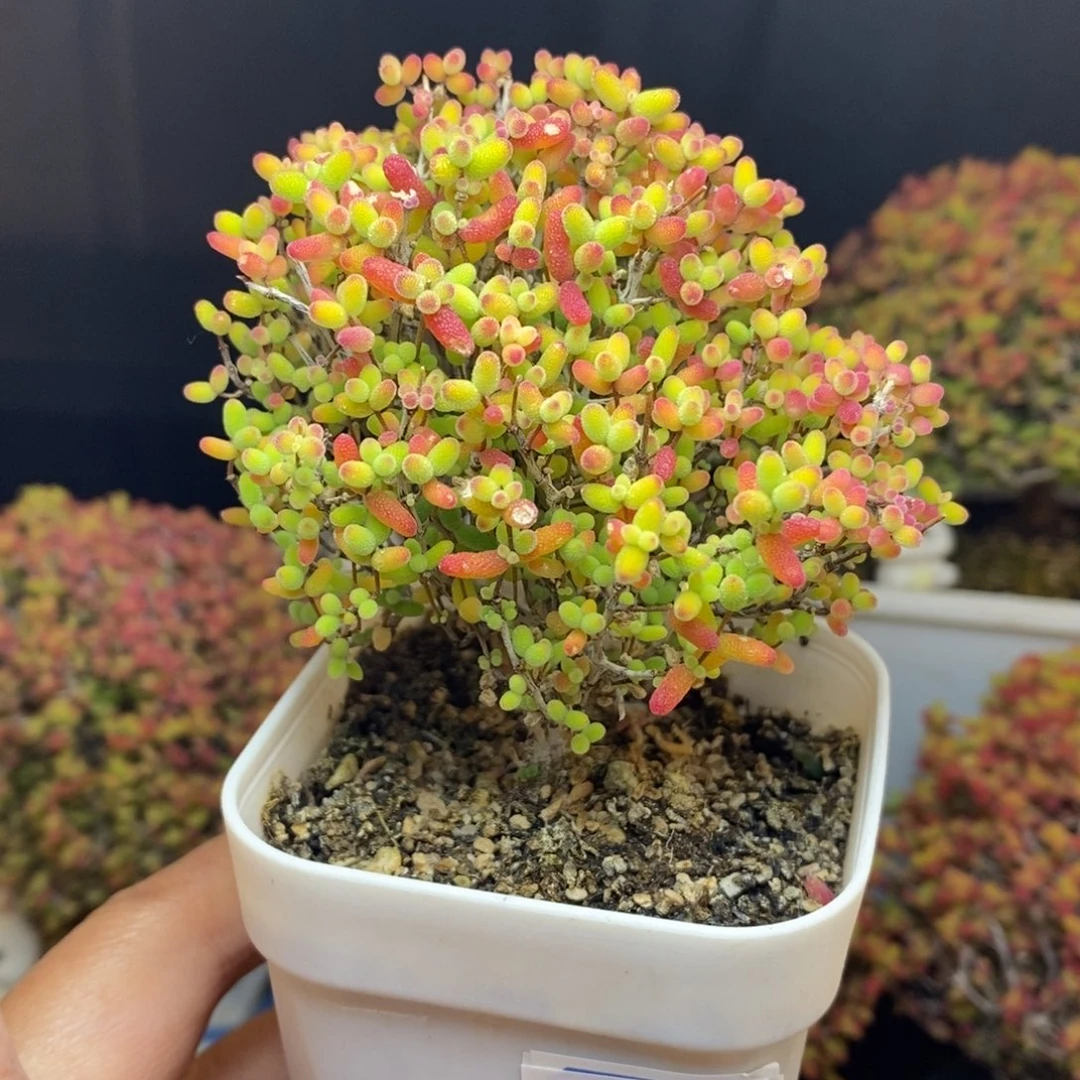 无花朵55号蜜橘糖球枝干