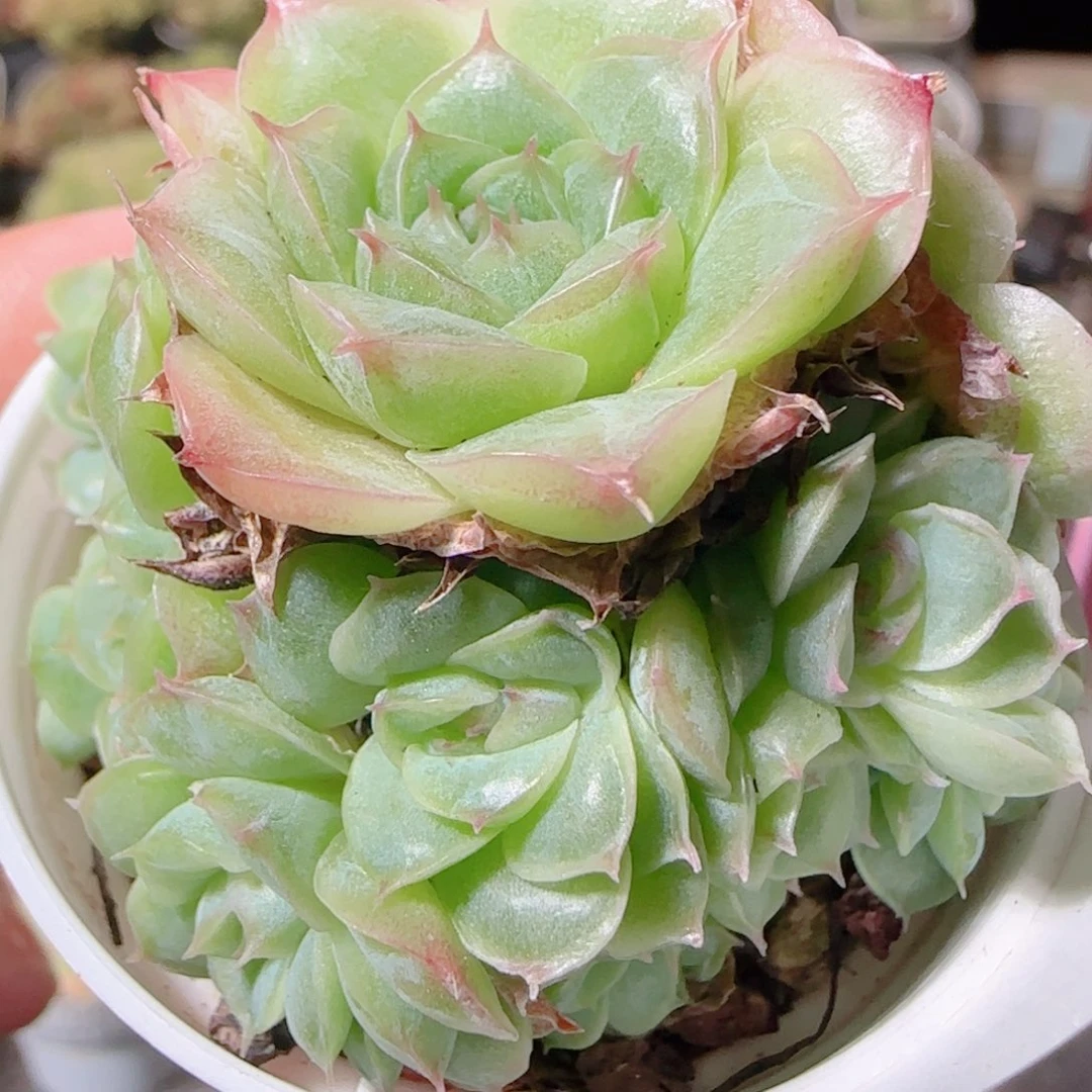 花语逸镜1111-33散