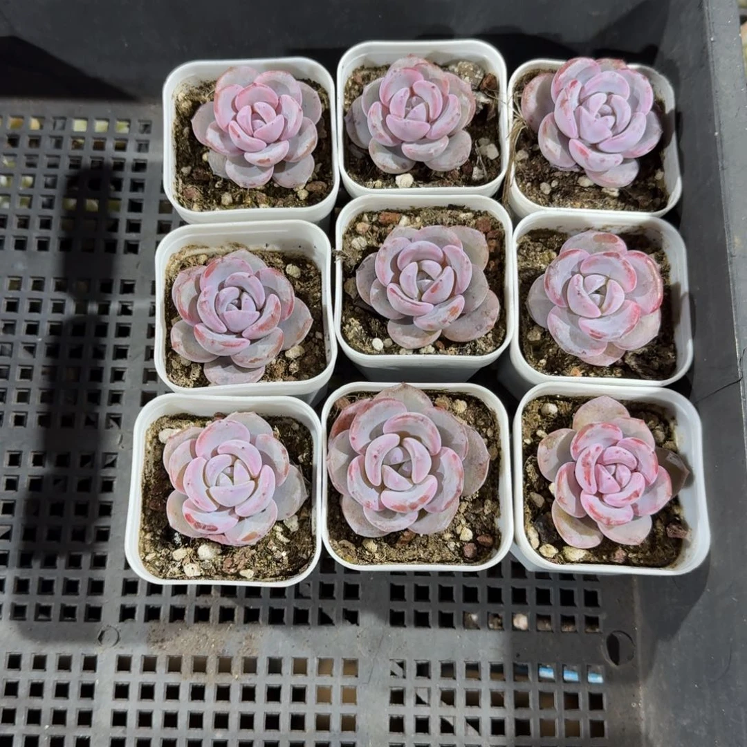 水蜜桃一物一拍专拍