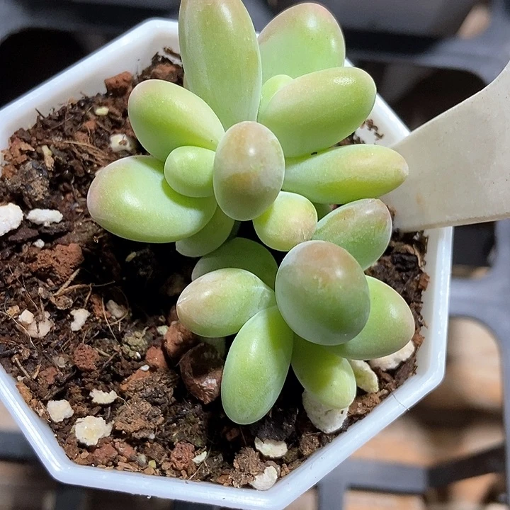 多肉植物芒果奶2017