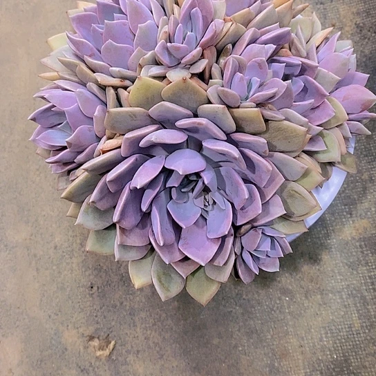 妈****体代比多肉植物群