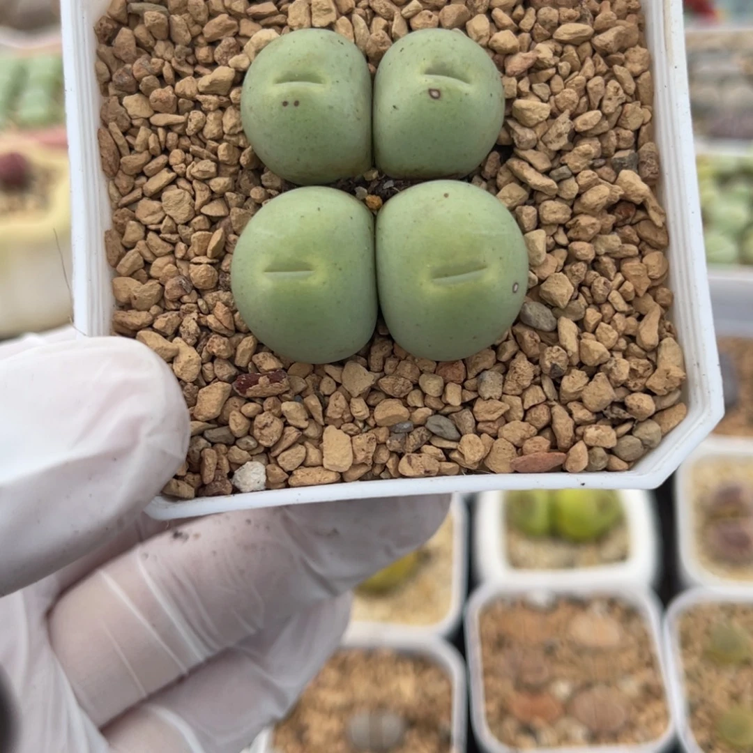 多肉植物一物一拍112