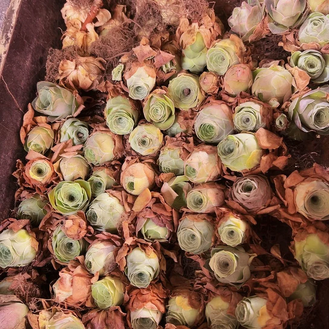 无花朵HR729开播福利一筐打包玫瑰混