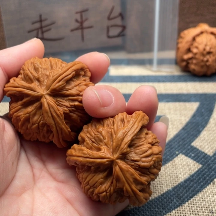 你***见核桃白狮子44核桃