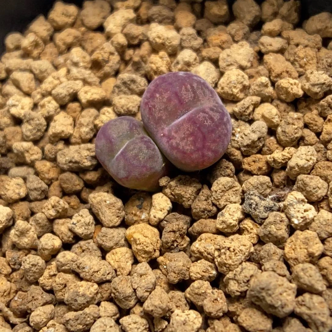 多肉植物肉锥杂交K-692