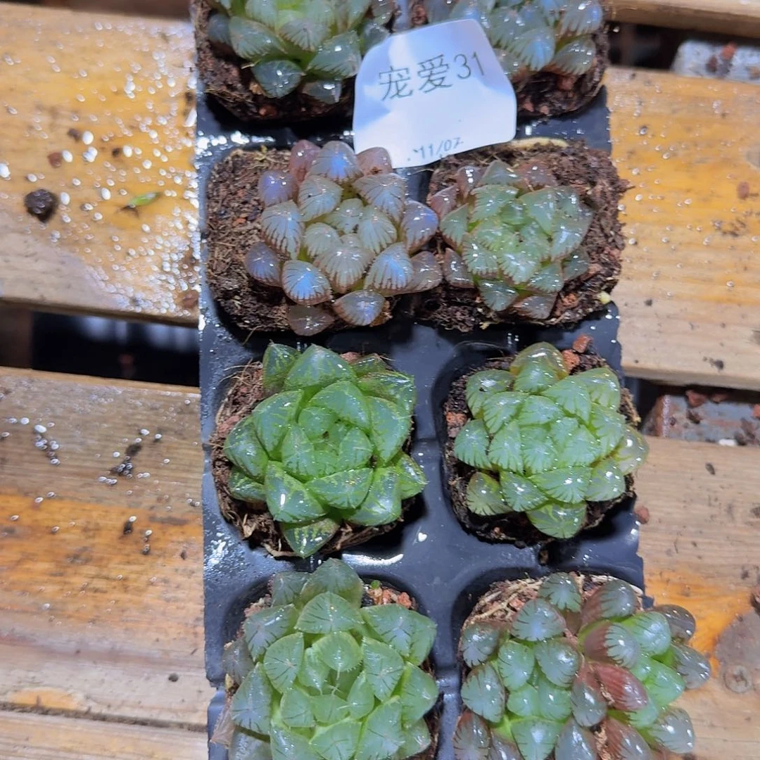 直播福利一物一拍31