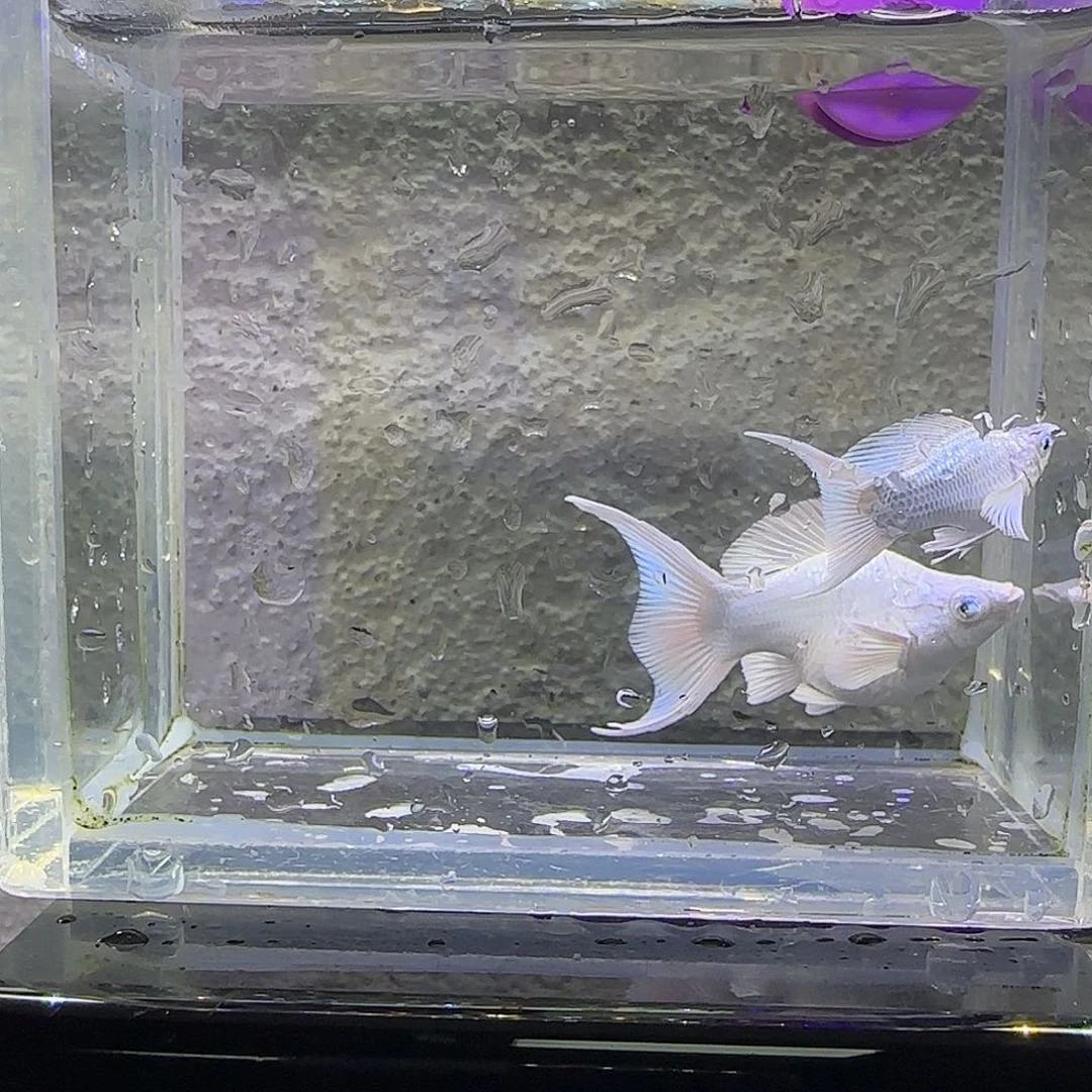 孔雀鱼瓷白玛丽。75号