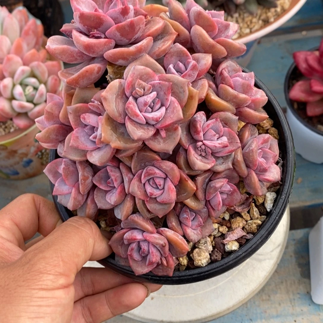 多肉植物一物一拍