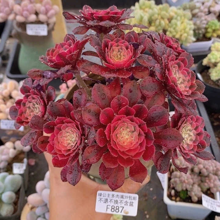 法师有砍15cm887多肉植物