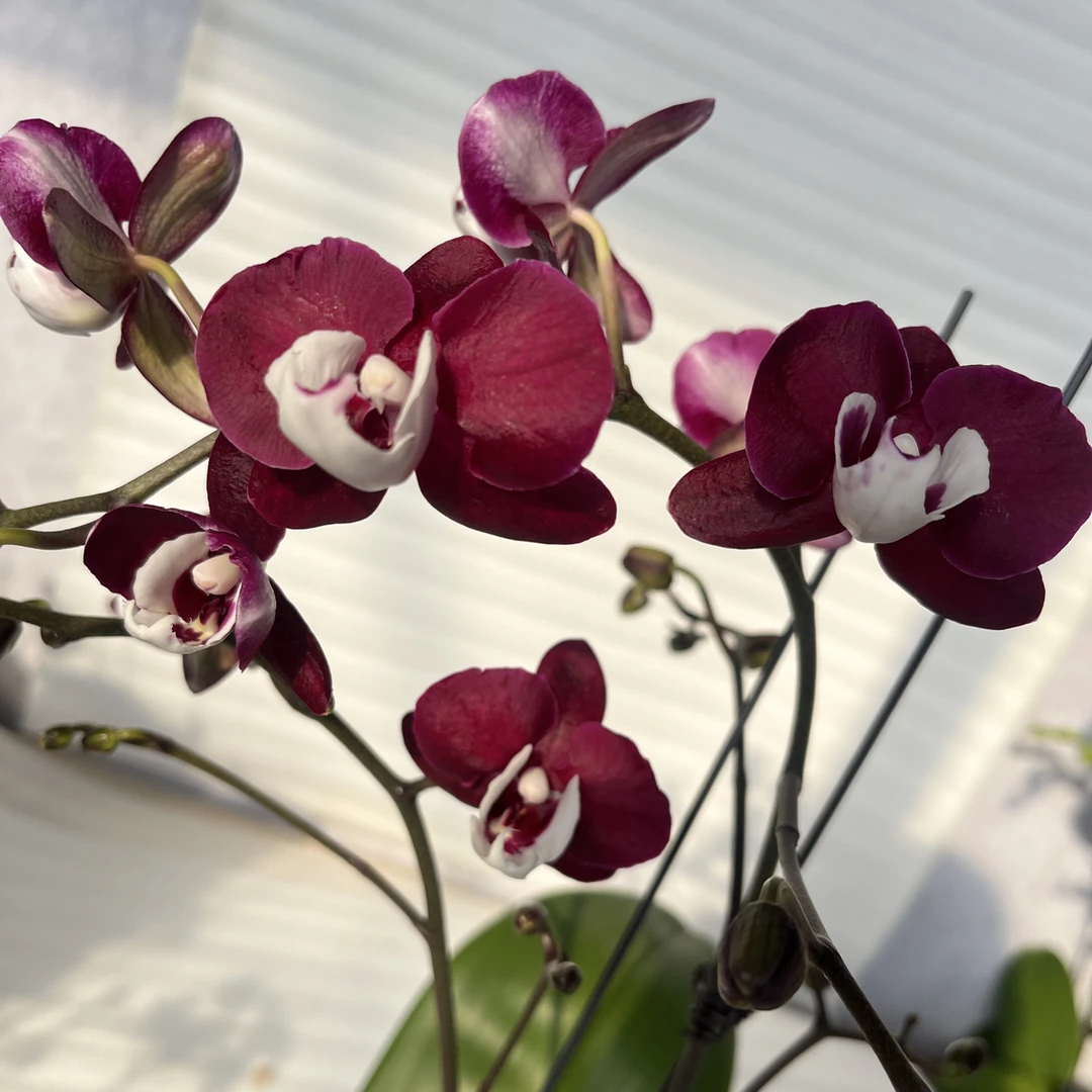 渟叙【笑脸】3.0寸 带花带花苞