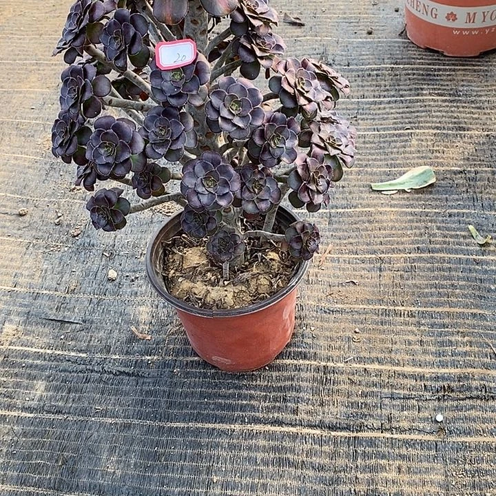 20，晚霞多肉法师多肉法师