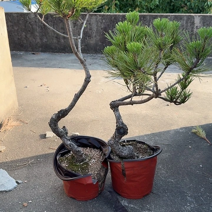 无花朵盆栽植物小老桩黑松