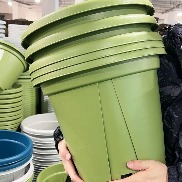 正品青山口40高34果绿带托5只