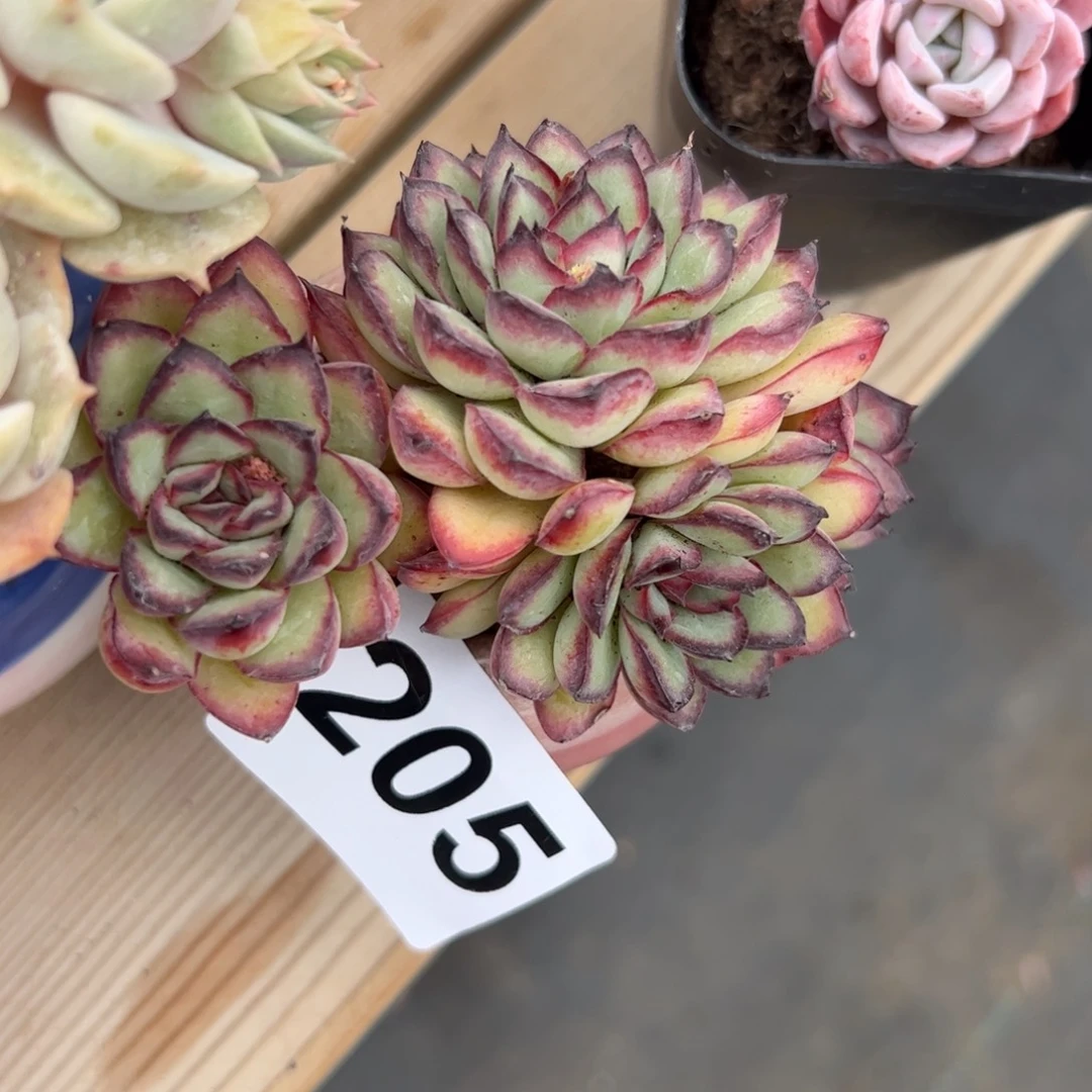 可***主205 多肉植物组合盆栽