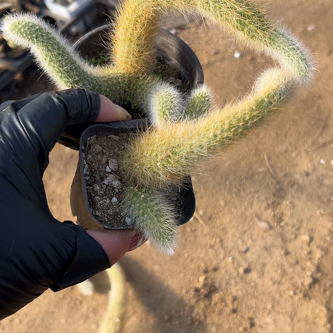 多肉植物两颗九尾狐