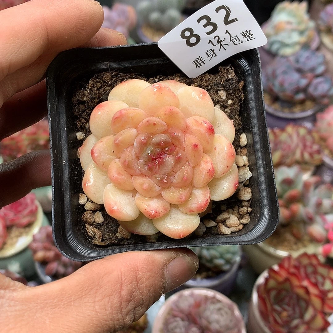 精控拇指盆12.1832换盆