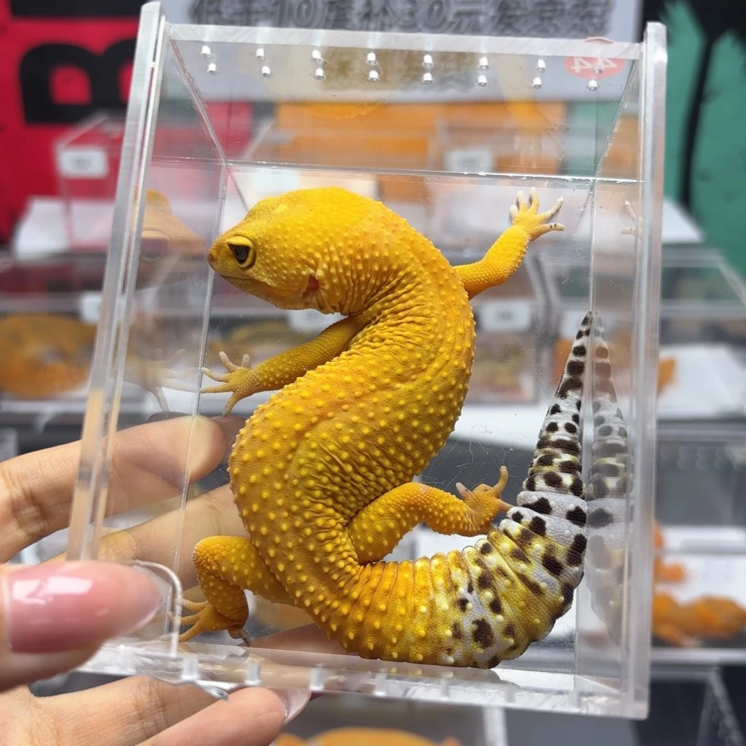 豹纹守宫橘化妹妹 N011 妹妹 24.11