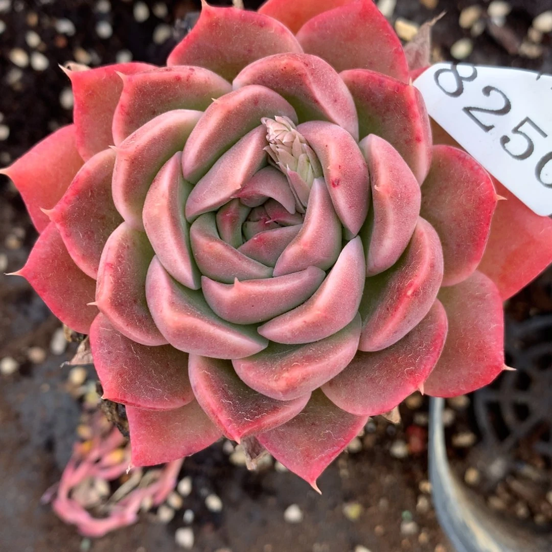 8250杂交多肉老桩