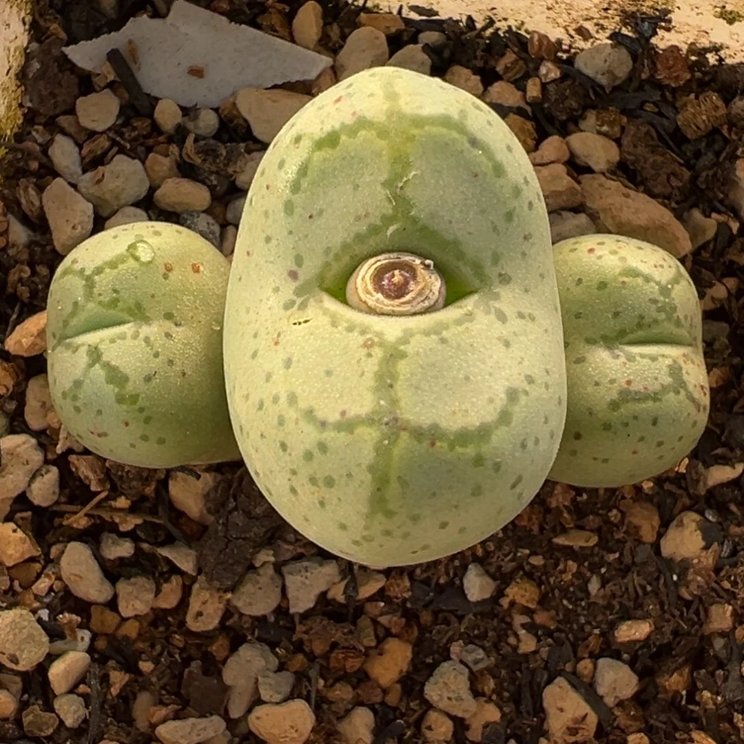 猴脸多肉盆栽栽培