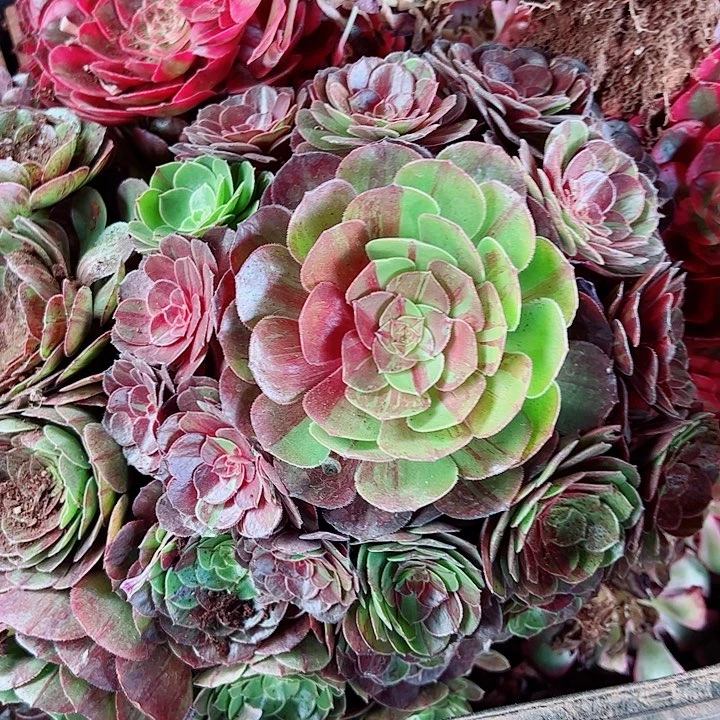 花月夜手捧多肉植物大战