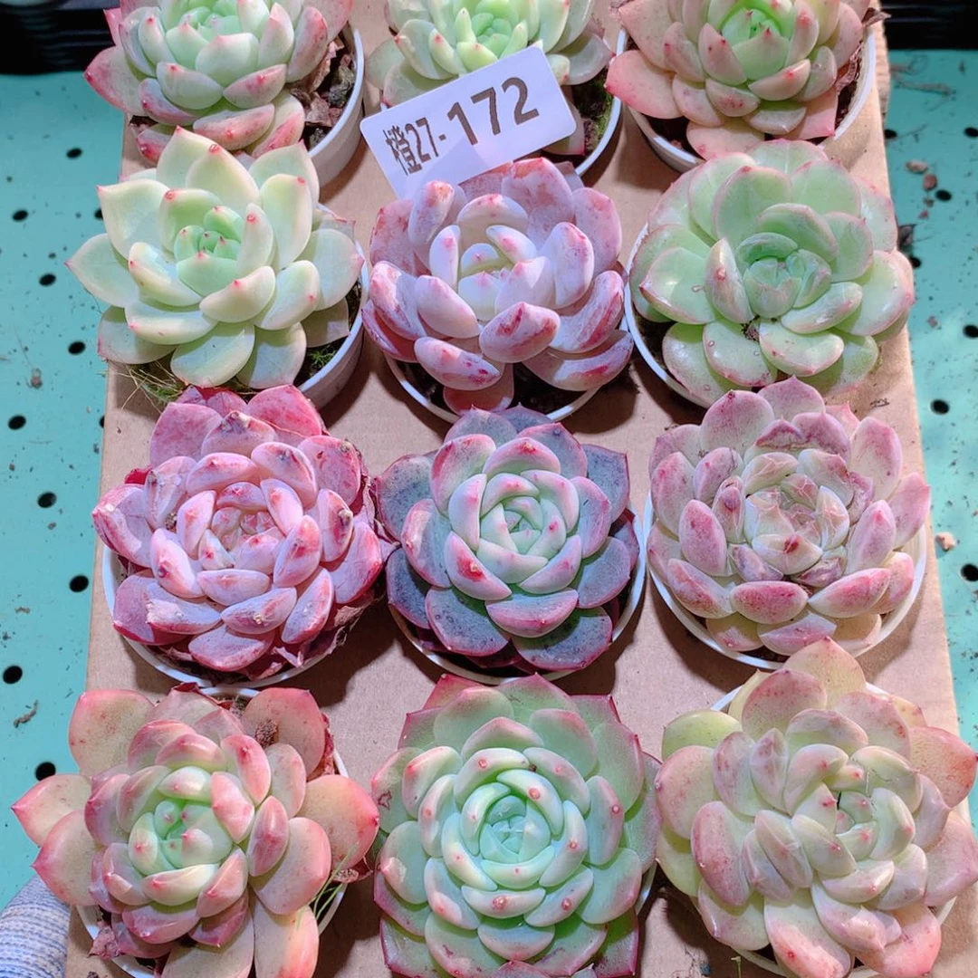 27-172一物一拍多肉带盆18颗