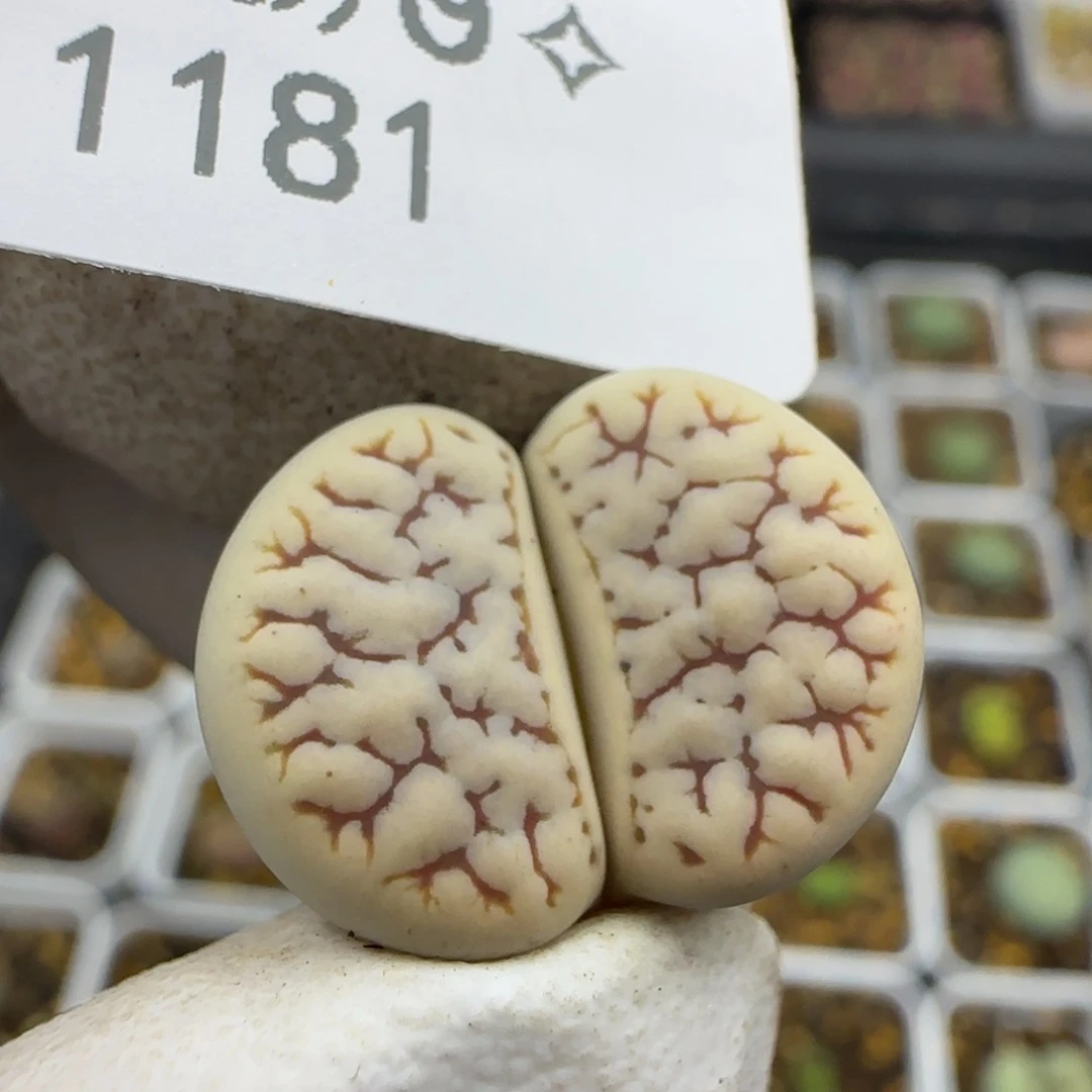 1181。德系261。。。。。。。。