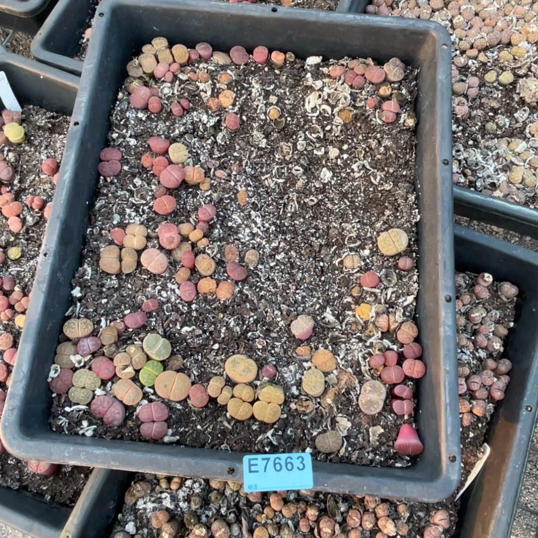 桃***浔7663筐福利不售后