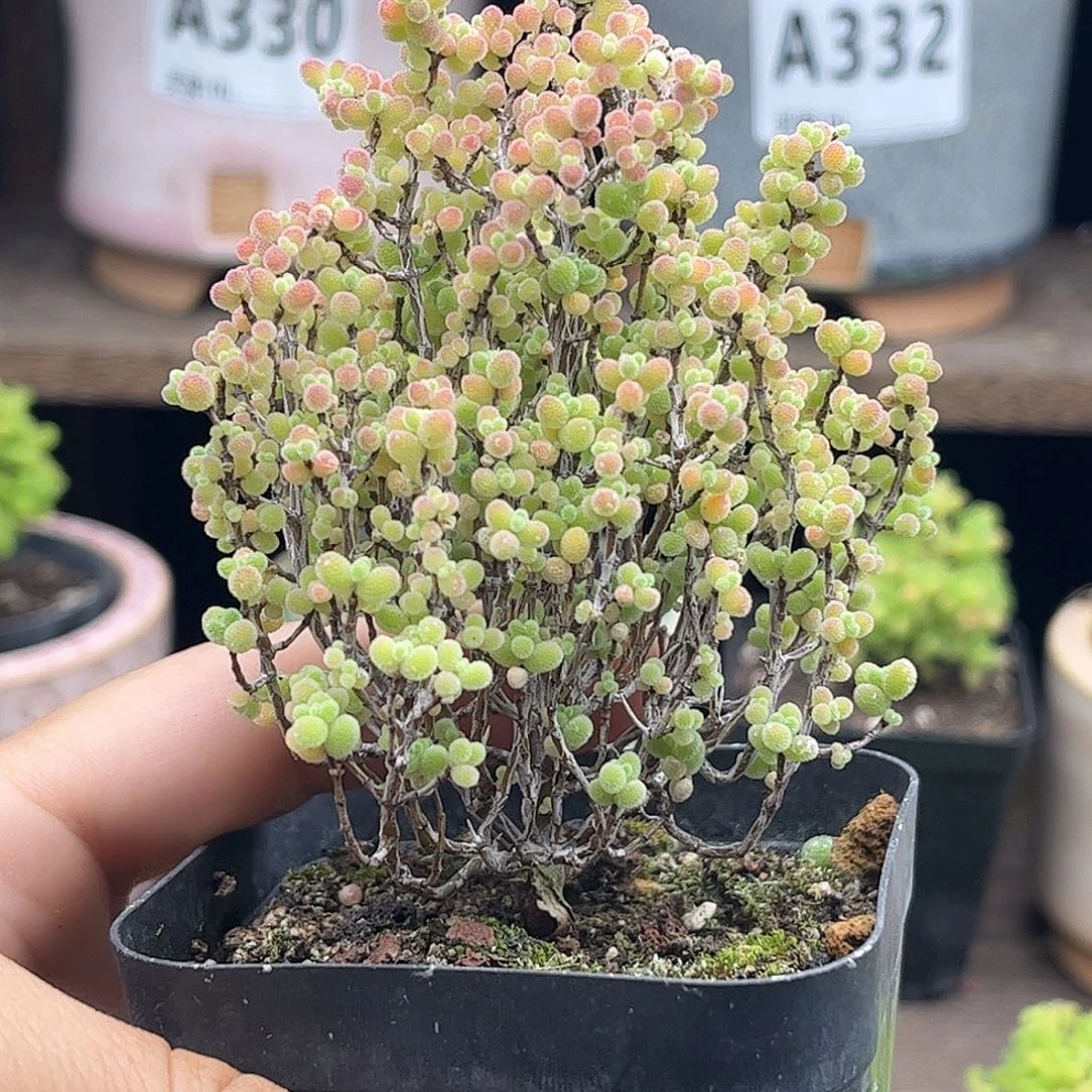 23蜜桔糖球优选枝干番杏