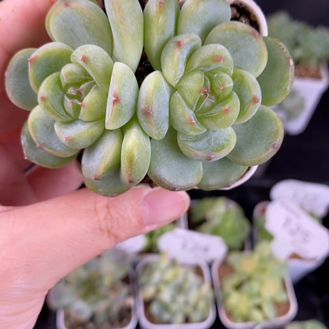 胖珍妮双头一颗127号