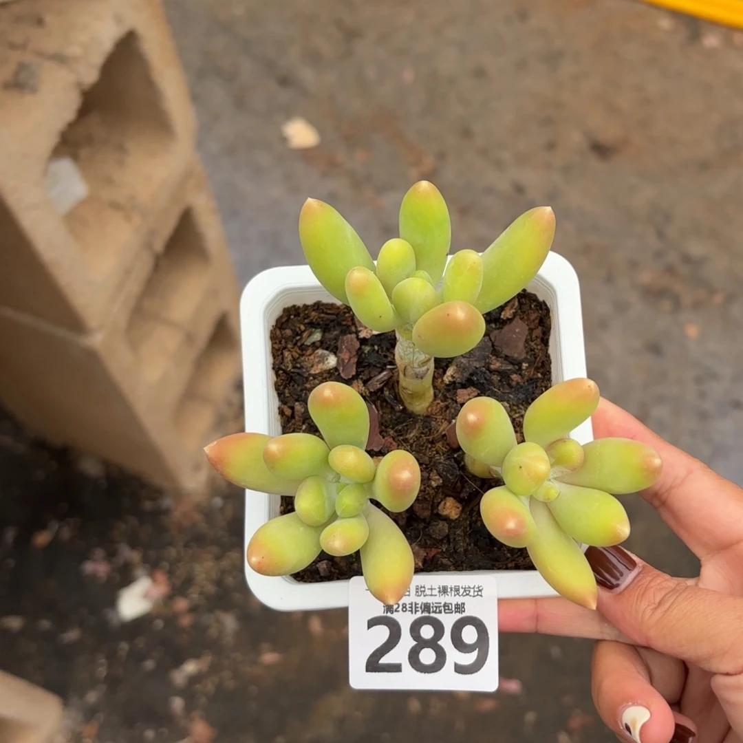 金蟾三头无盆土发货