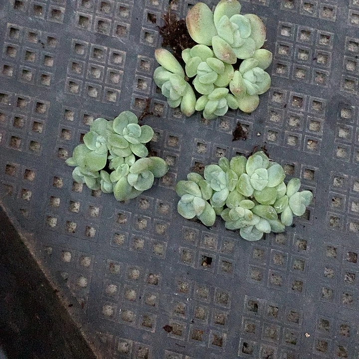 冰玉群生一物一拍