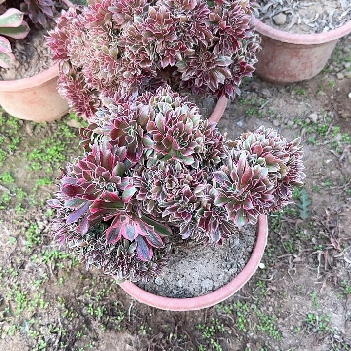 生****凉缀话脱土发货缀话