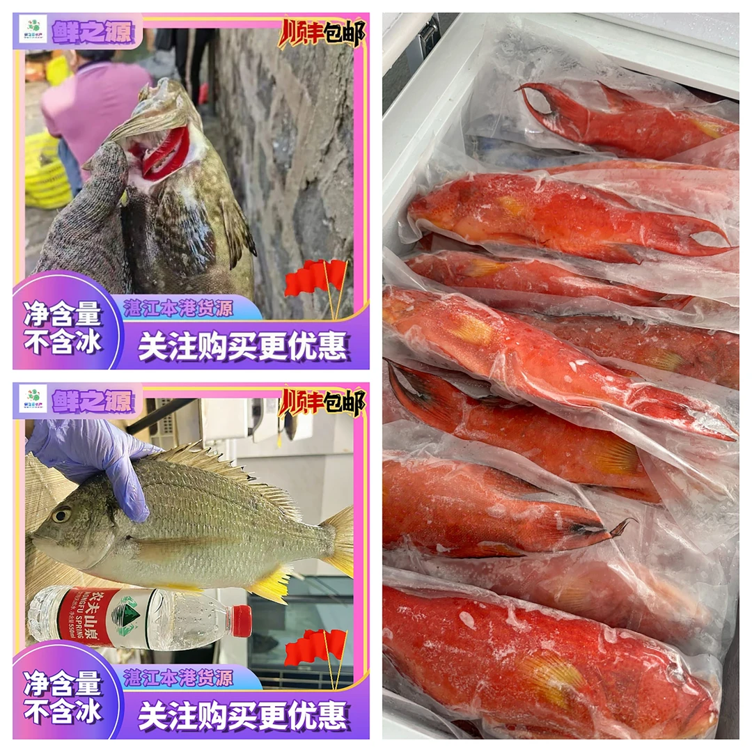 湛江天然海鱼  新春送礼佳品 东星斑 大黄翅 石斑鱼 顺丰包邮