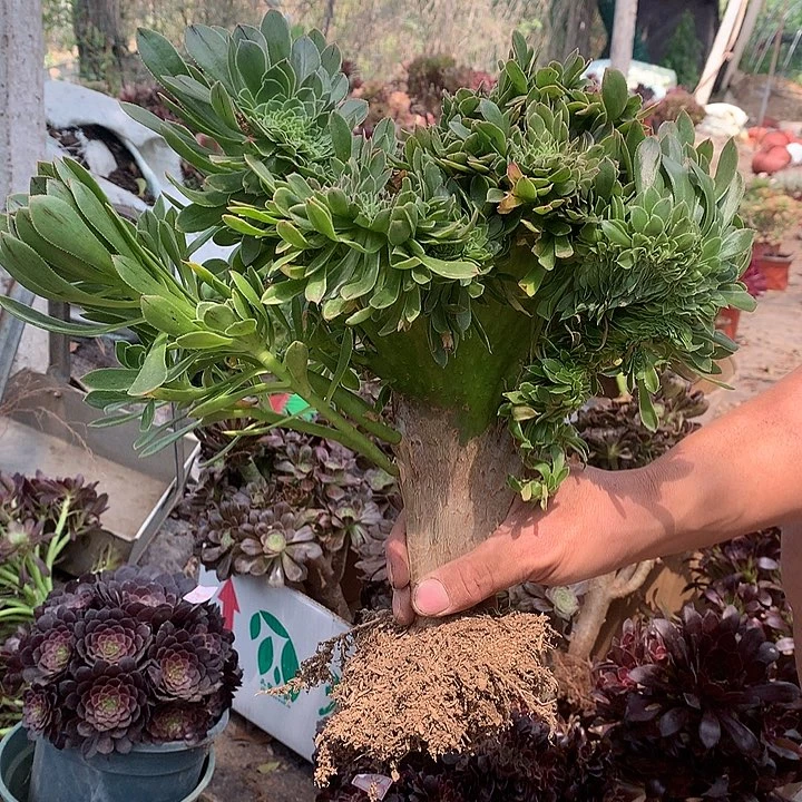 555绿法师缀化多肉植物