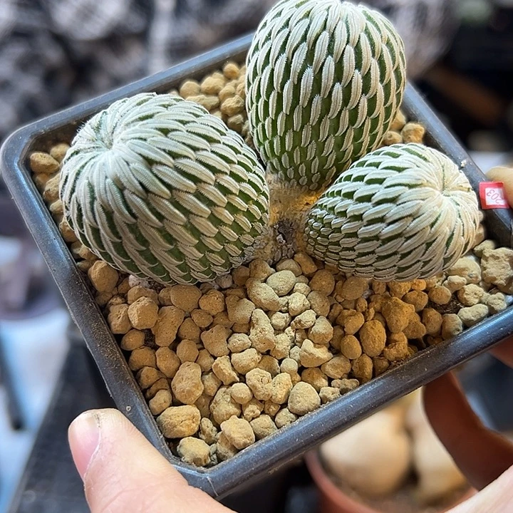 38号苗接精巧丸7.4公分