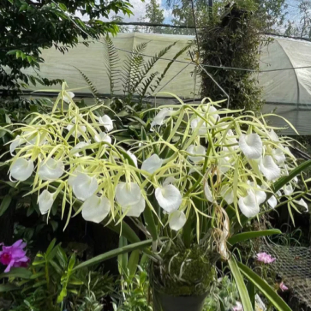 白拉锁卡特兰盆栽花卉绿植适宜室内外种植生长易修剪