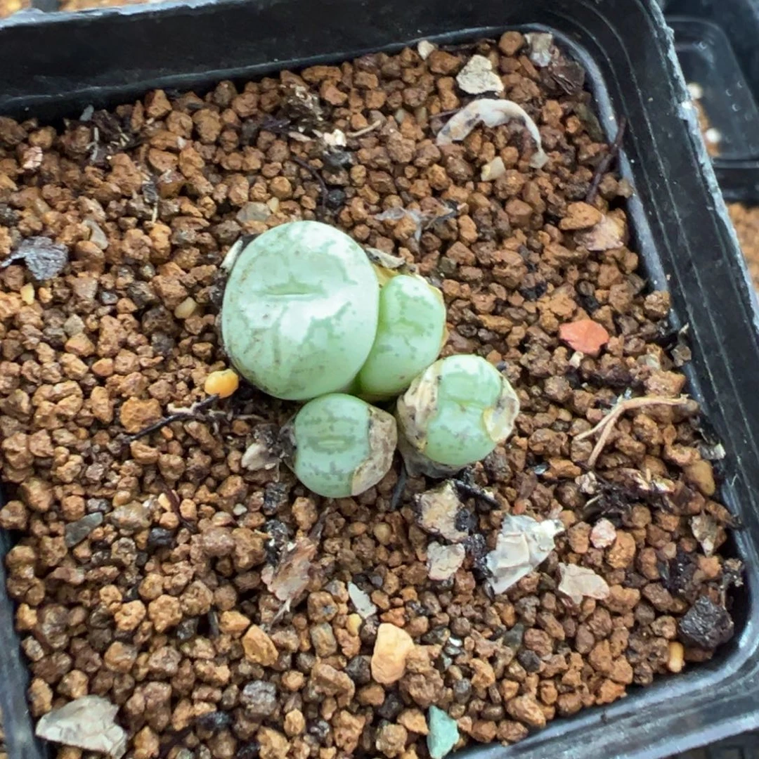 24-174肉锥多肉植物