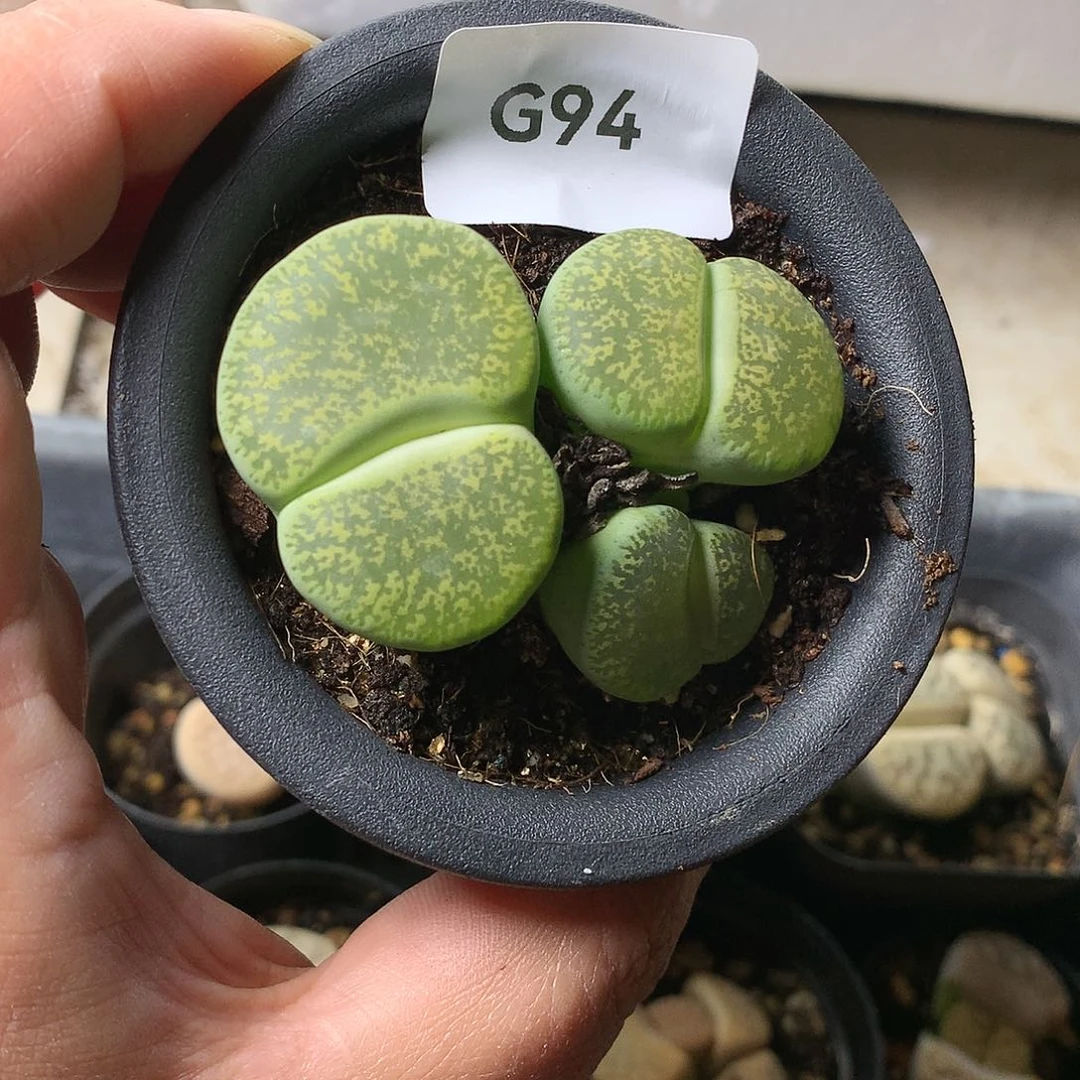 G94多肉植物保护研究所