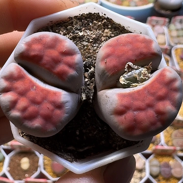 生石花1111112。   308