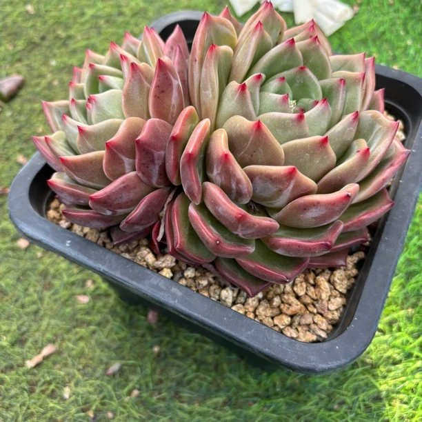 香槟大群多肉植物