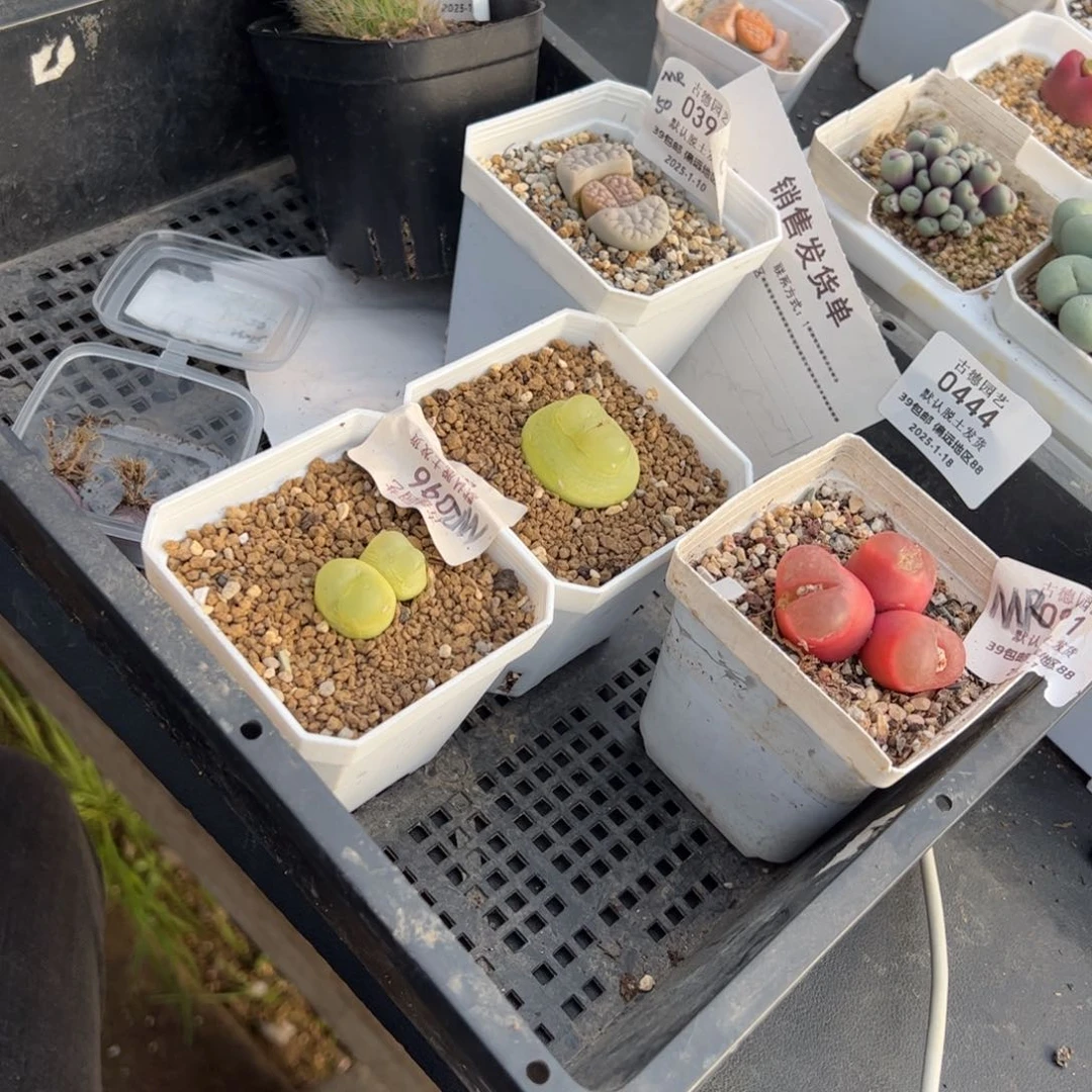 M****r0444号6颗多肉植物