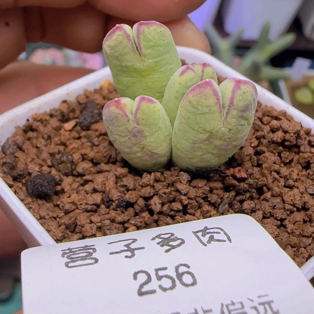 985猪蹄脱土发货。