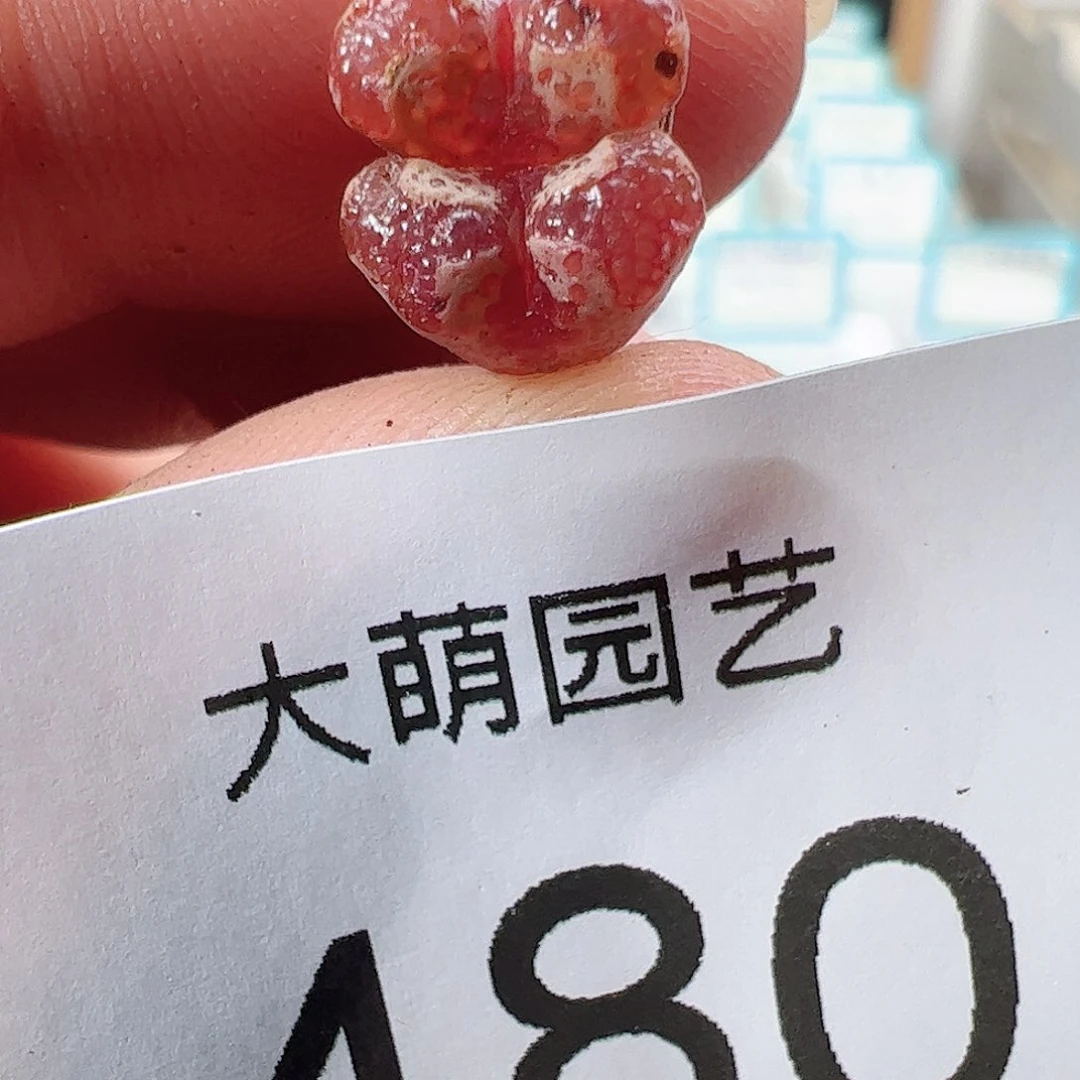 0000480 一物一拍……