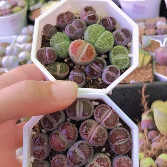 无花朵0320，如图一物一拍