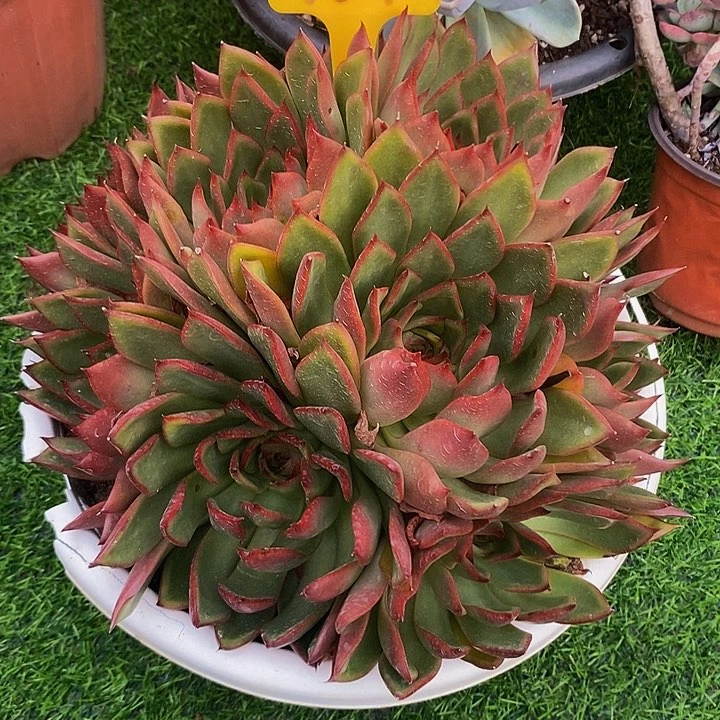 盛***夏东云杂161。