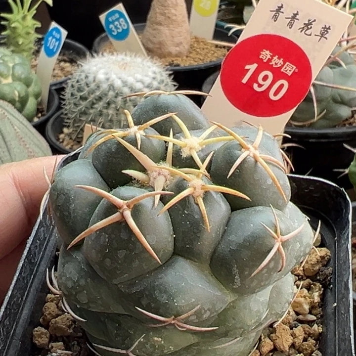 实生豪刺安宅象牙一棵仙人球